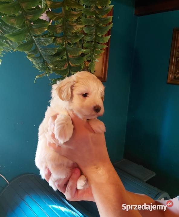 Maltipoo suczka kremowa