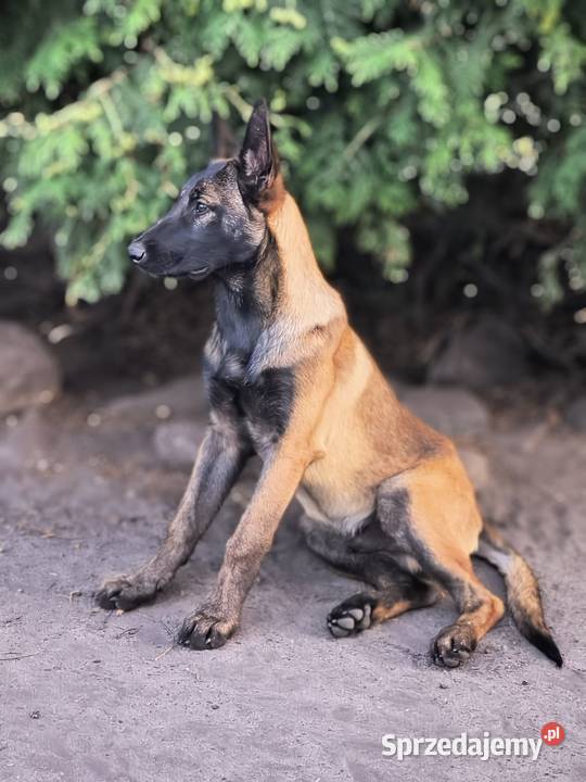 Owczarek belgijski malinois Agat Lublin