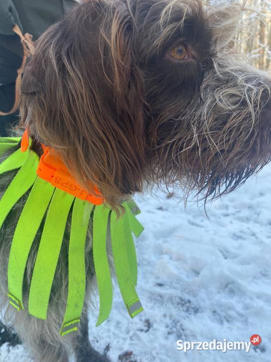 Nadajnik GPS psa bez abonamentu lubelskie Lubartów sprzedam