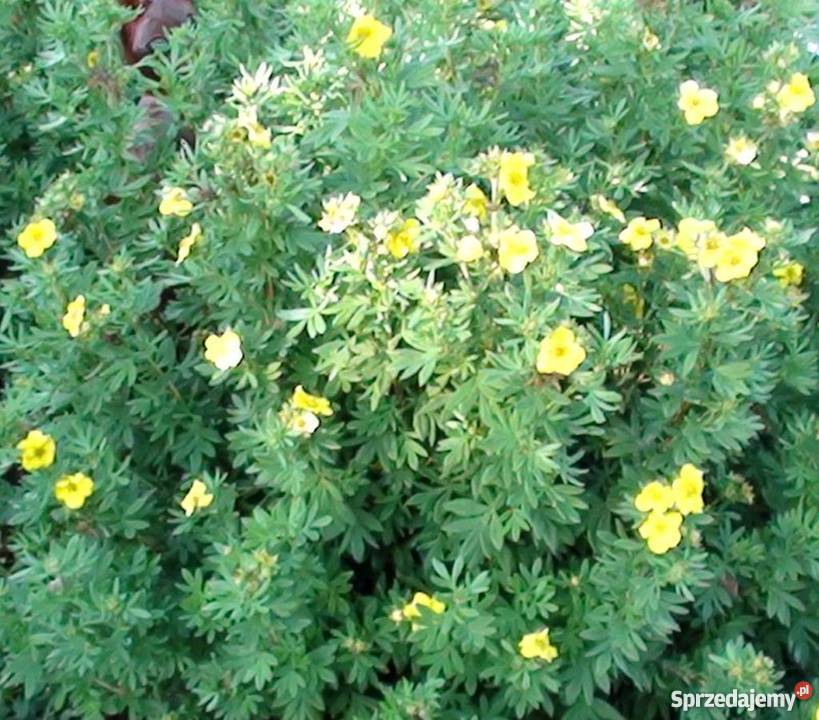 Pięciornik krzewiasty Goldstar Bydgoszcz