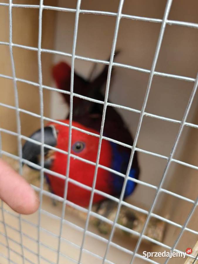 Lory parka sprzedam Niewiesze
