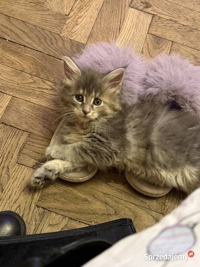 Kociczka szylkretką niebieska Maine coon FIFE Warszawa sprzedam