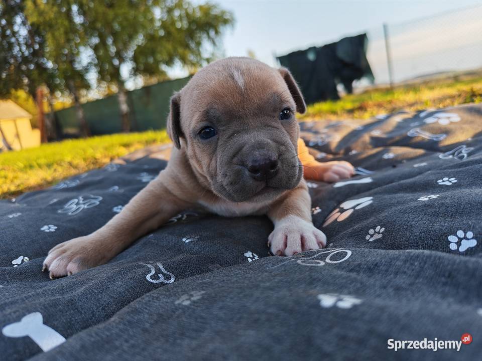 Szczeniak Amstaff Amstaff Chełm