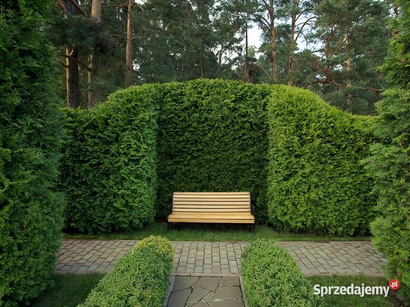 Thuja brabant 100 świerk srebrny jodła kaukaska śląskie Rybnik