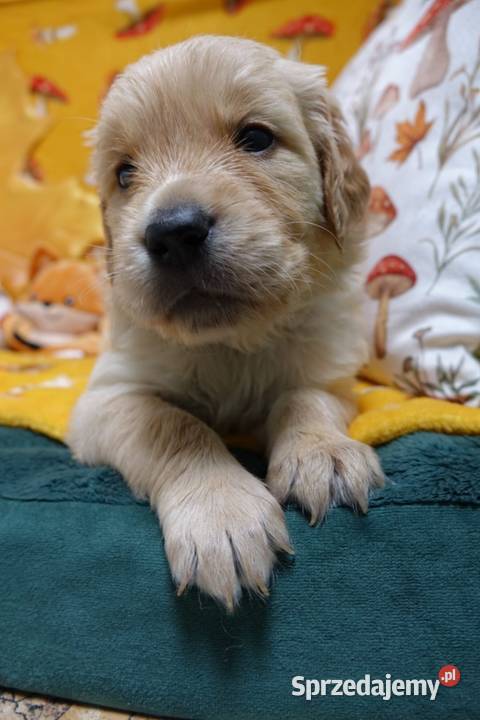 Golden Retriever pieski i suczki złote Tułowice sprzedam