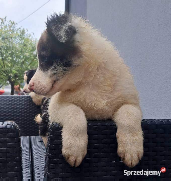 BORDER COLLIE SZCZENIAKI Z RODOWODEM gotowe na