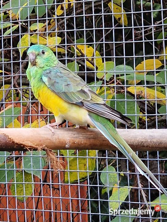Sprzedam papugi zeberki faliste świergotki Ostrów Wielkopolski sprzedam