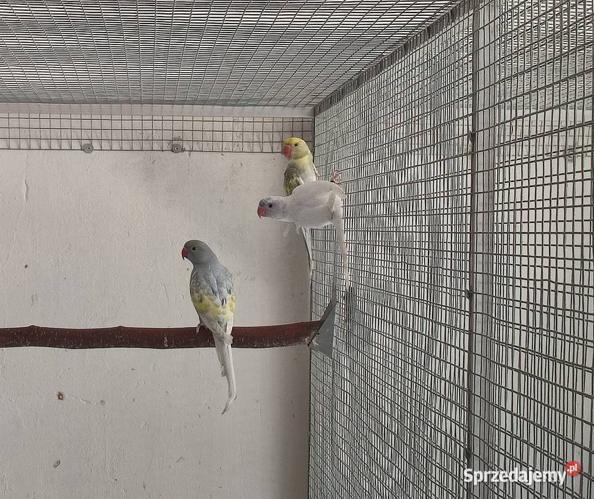 Papugi Aleksandretty obrożne para z młodymi Ptaki Boguchwałowice