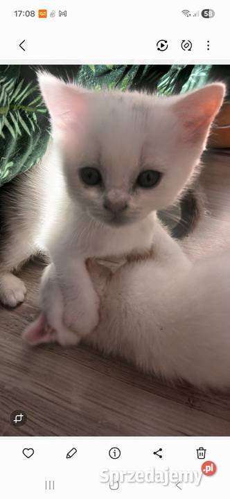 Sprzedamkotki brytyjskie Kijaszkowo