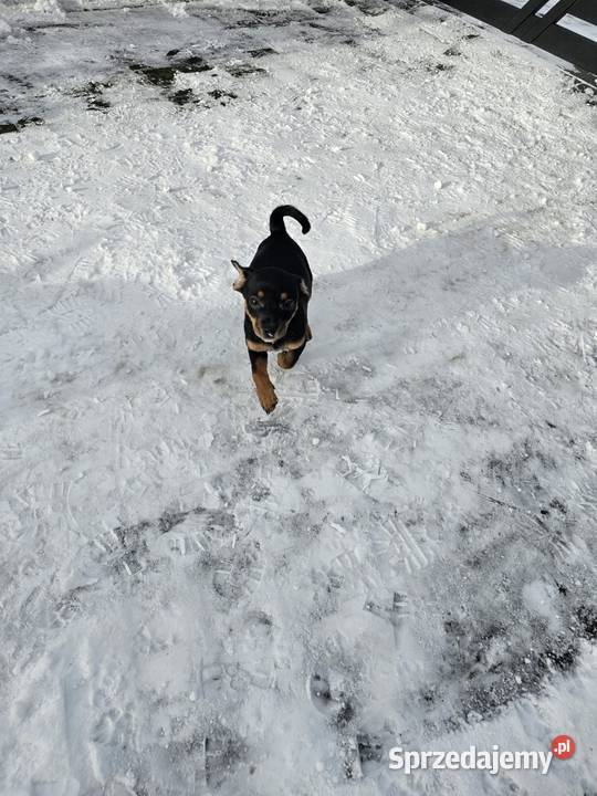 Suczka pinczerek miniaturka Chróścin