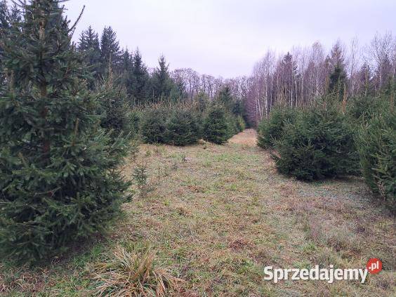 Plantacja Choinek Sochaczew Teresin