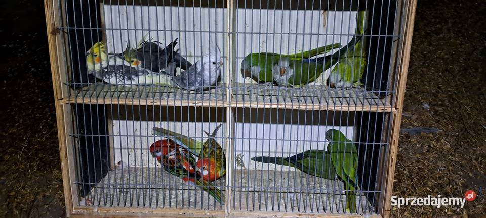 Sprzedam papugi widoczne na zdjęciach Brzeźno sprzedam