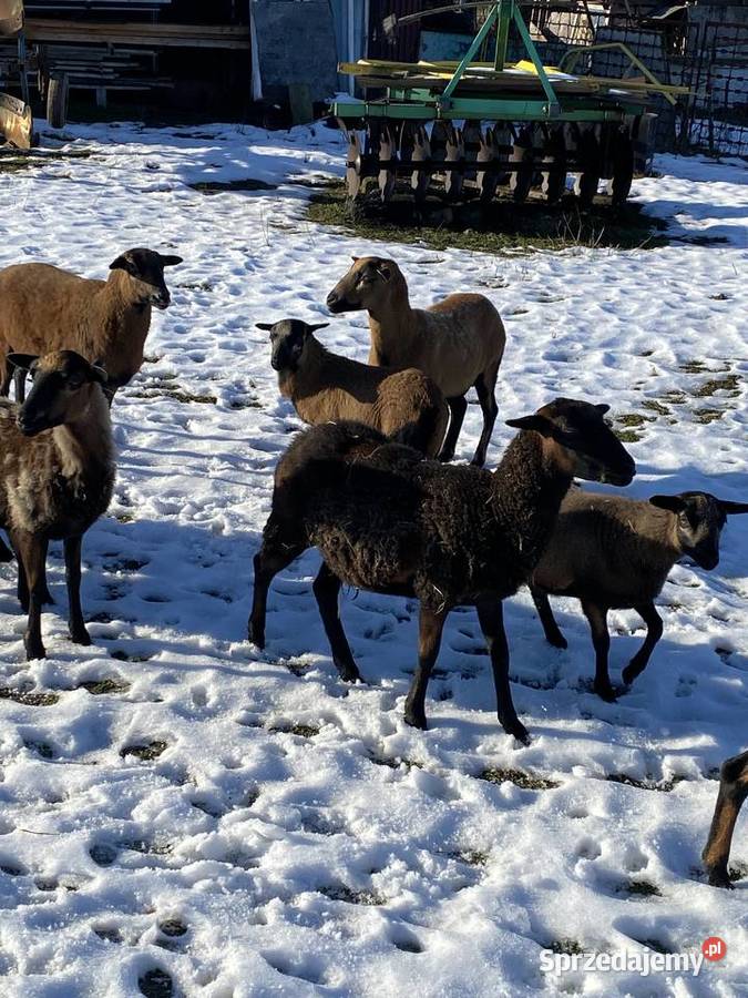 Sprzedam owce kameruńskie jagniętadorosłe Strzelce Wielkie sprzedam