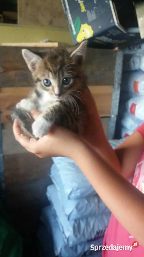 Kotki kocurki kociaki kotka koty Pozostałe Tczew sprzedam