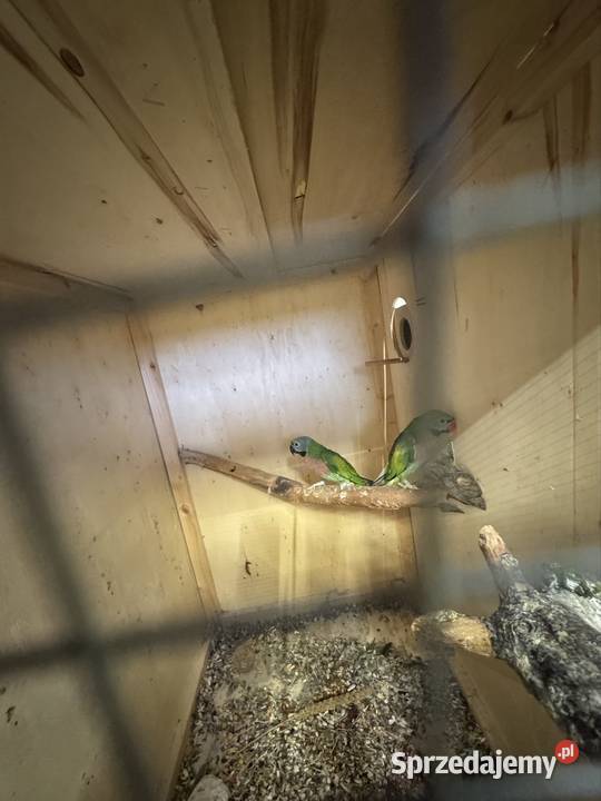 Sprzedam papugi Pawłowice