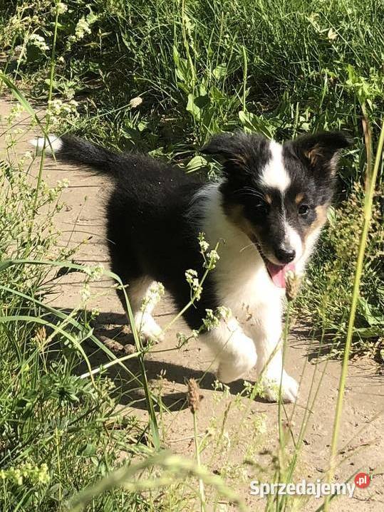 Ayla sheltie suczka tricolor Owczarek Pupki