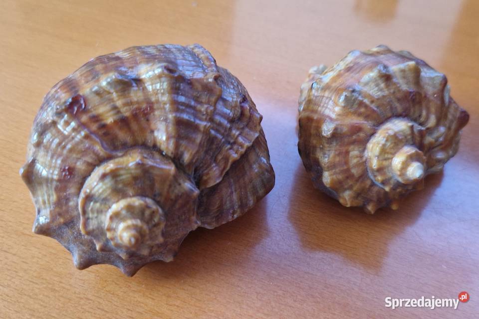 2 muszle morskie rapana venosa rapana Thomasa sprzedam