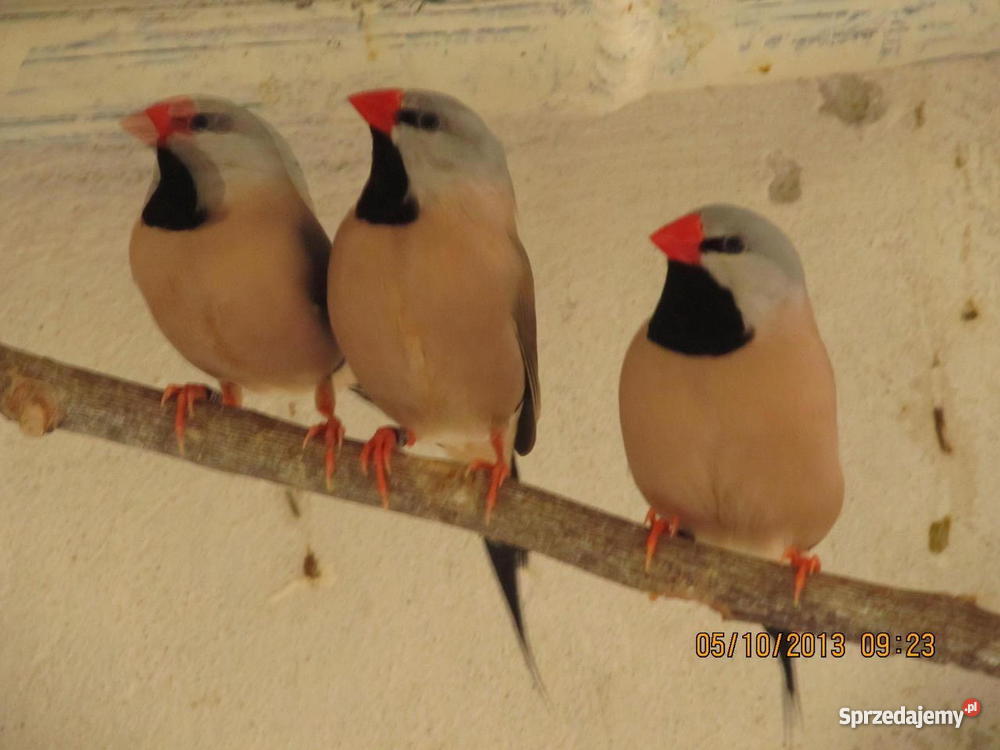 Amadyny Ostrosterne sprzedam