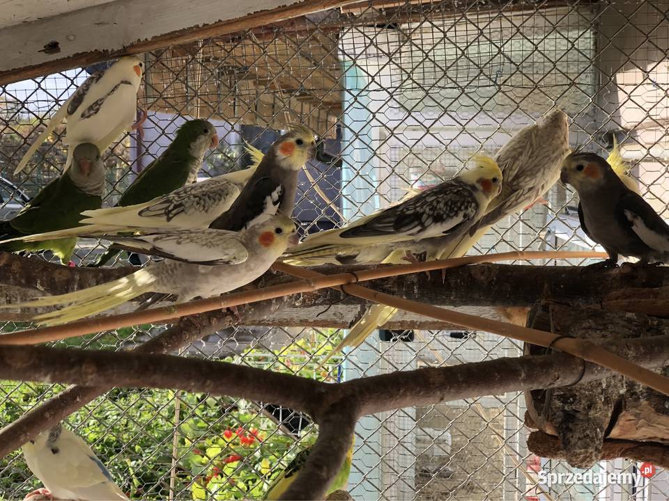 Mnichy Świergoty Faliste Nimfy Gajków