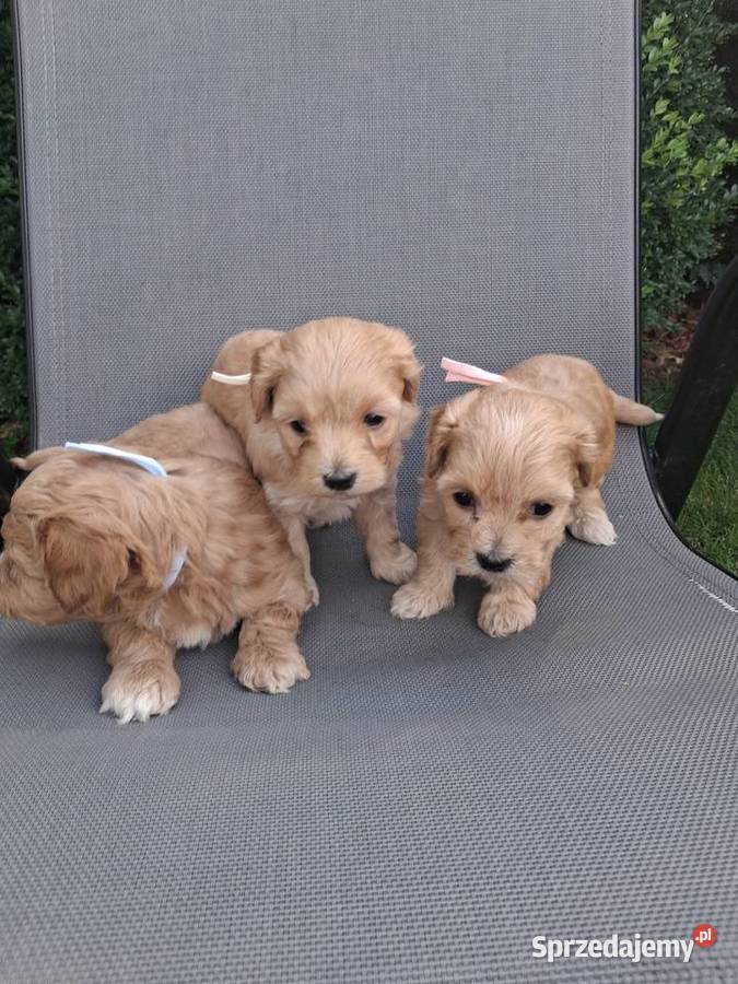 Maltipoo f1 Pozostałe sprzedam
