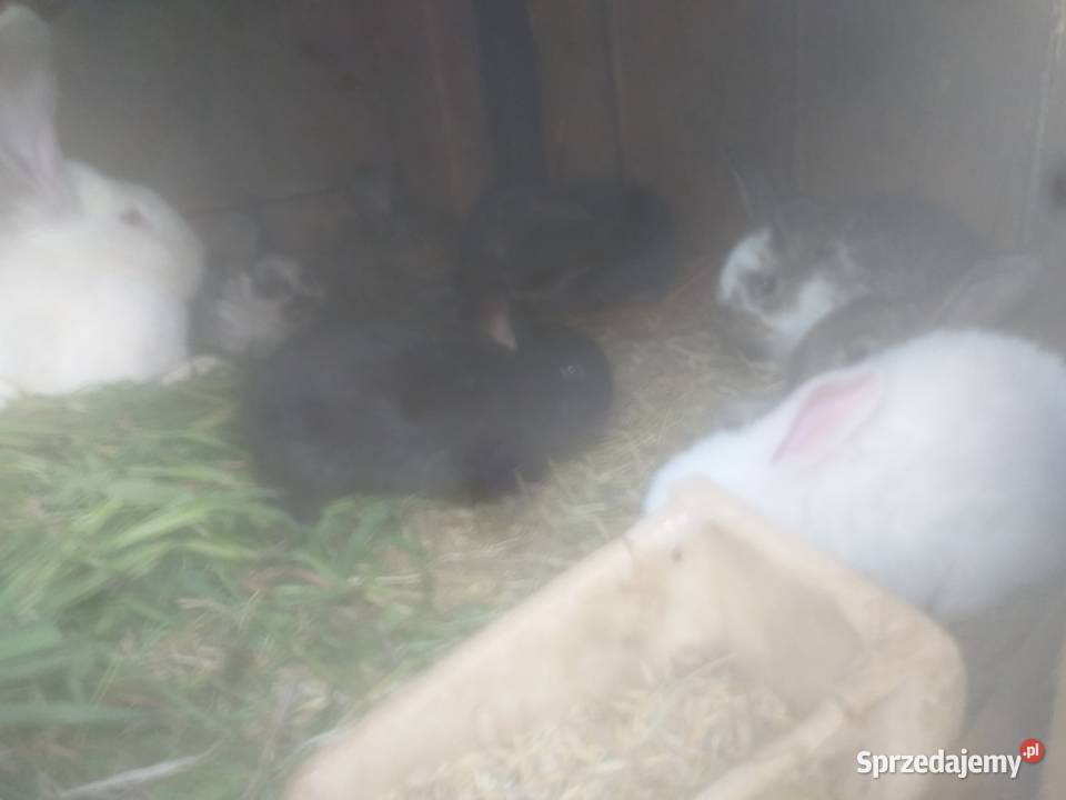 Kruliki belgi Sosnowica