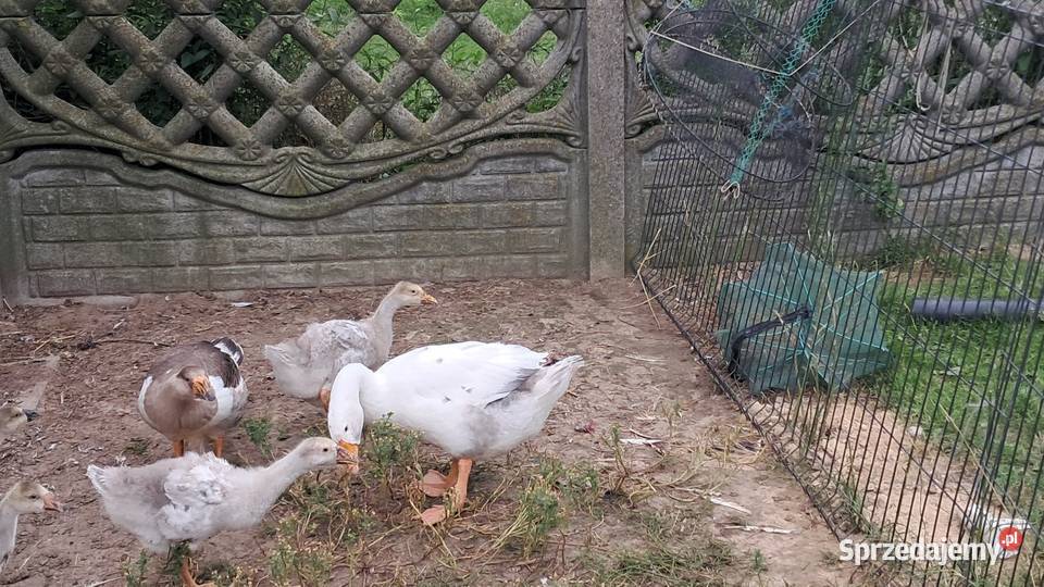 Sprzedam młode gęsi Andrzejów