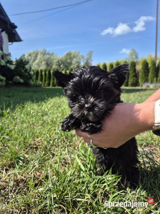 York terrier Black piesek York Kazimierz Dolny