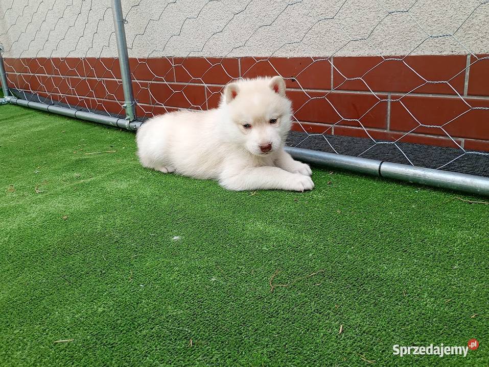 Siberian husky boy Psy Racibórz