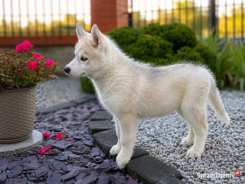 Siberian husky boy Racibórz