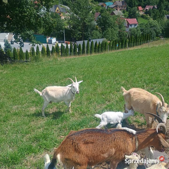 Koza karpacka Więciórka sprzedam