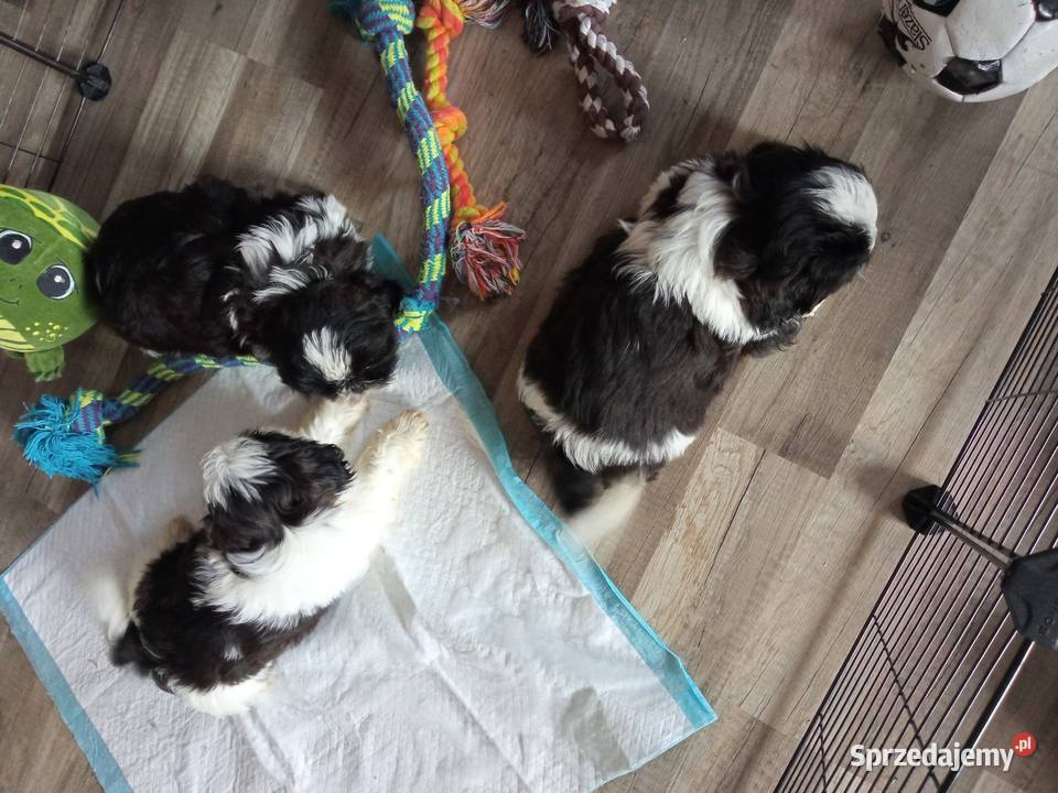 Shihtzu pieski szczeniaki Dębica sprzedam