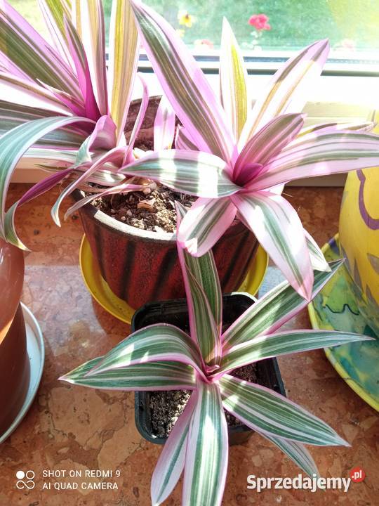 A może żyworódkę Białystok