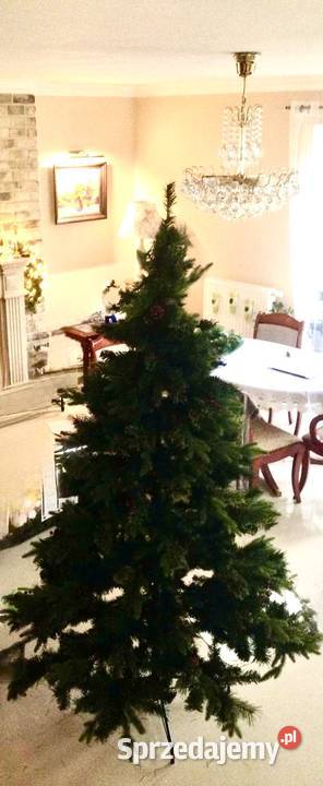 Piękna gęsta choinka 180m Warzymice