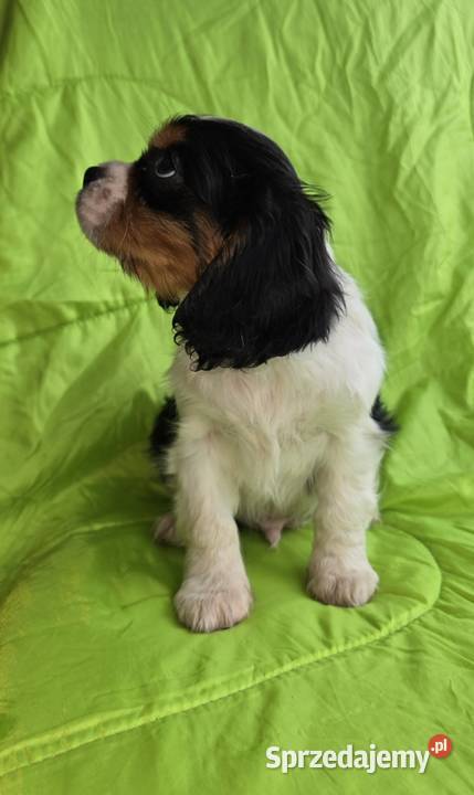 Cavalier King Charles Spaniel piesek