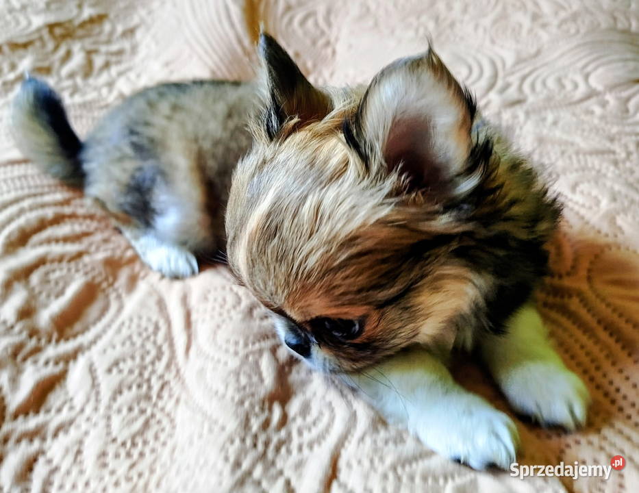 Chihuahua maleńki piesek Konin