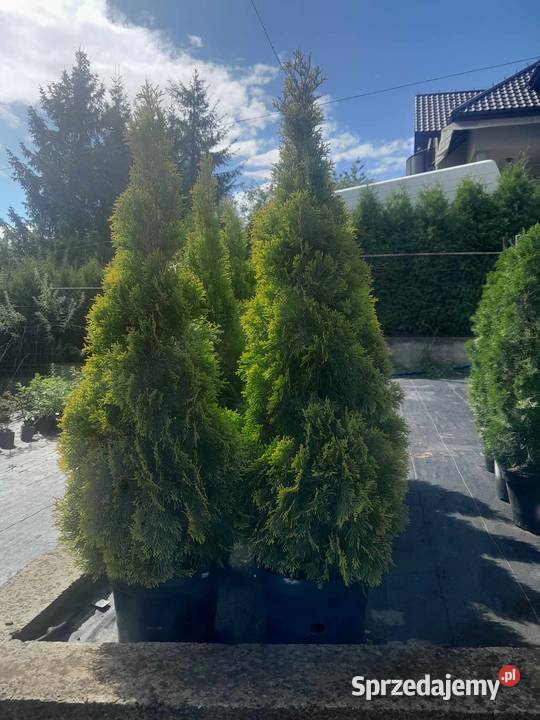 Srezdam thuje szmaragd braband aureospicata Cieszyn