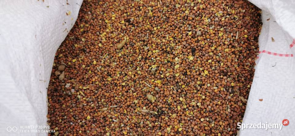 Rzodkiew oleista zbiór 2026 Waleńczów sprzedam
