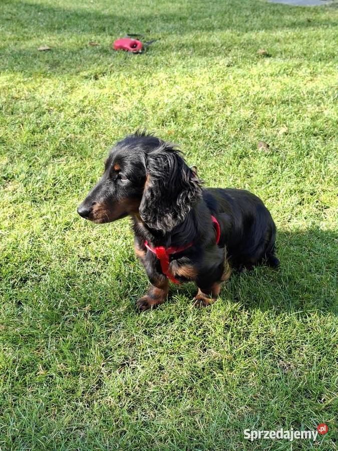 Jamnik długowłosy suczka 55 miesiąc Żyrardów