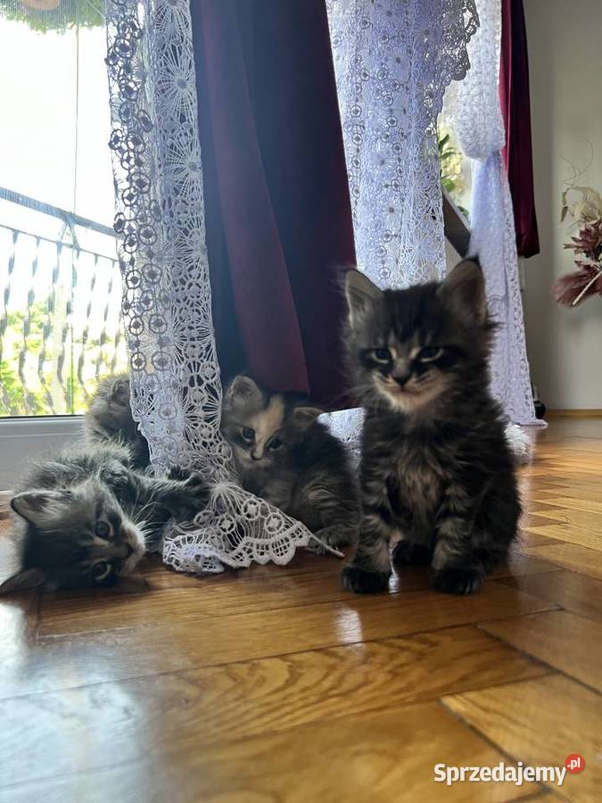Kocięta Maine Coon śląskie Szczekociny