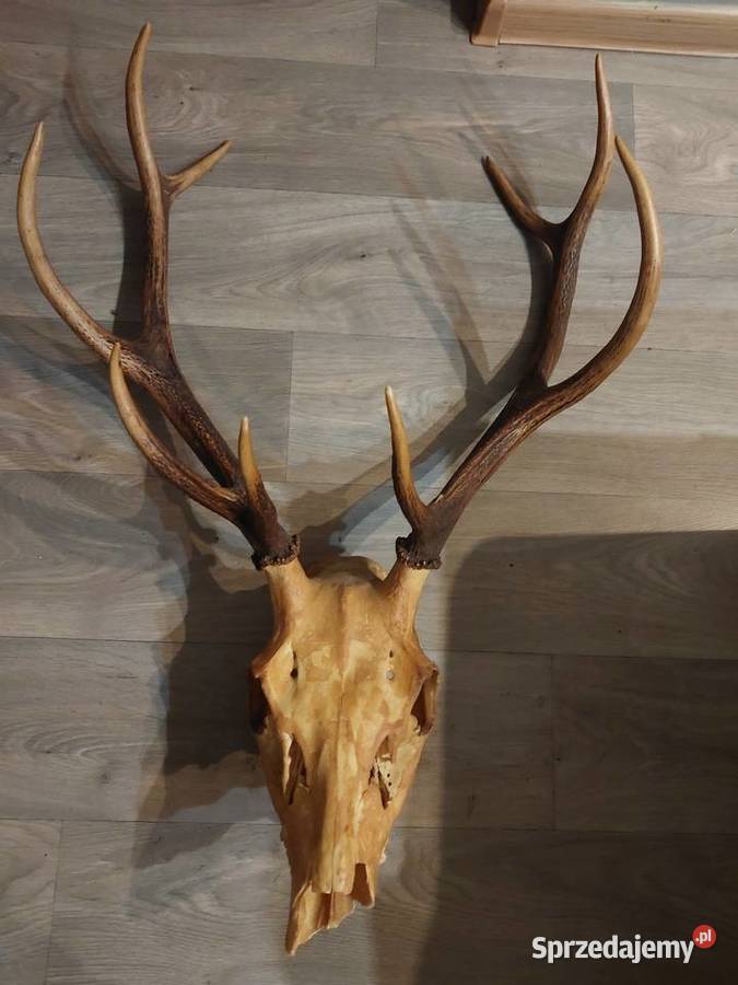 Poroże jelenia Baby Górne