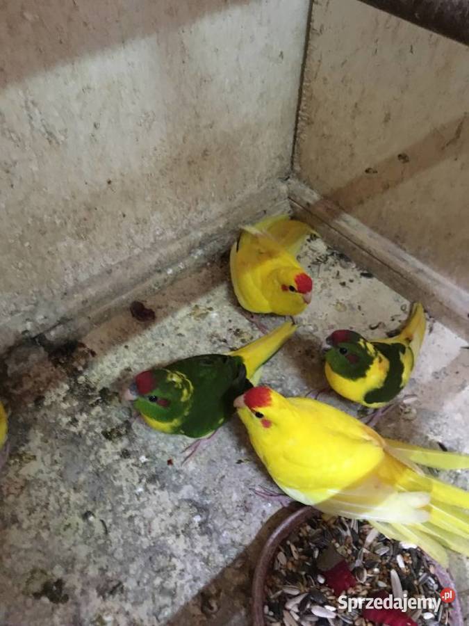 Papugi kozie Mondrolotki sprzedam Ptaki łódzkie Głowno