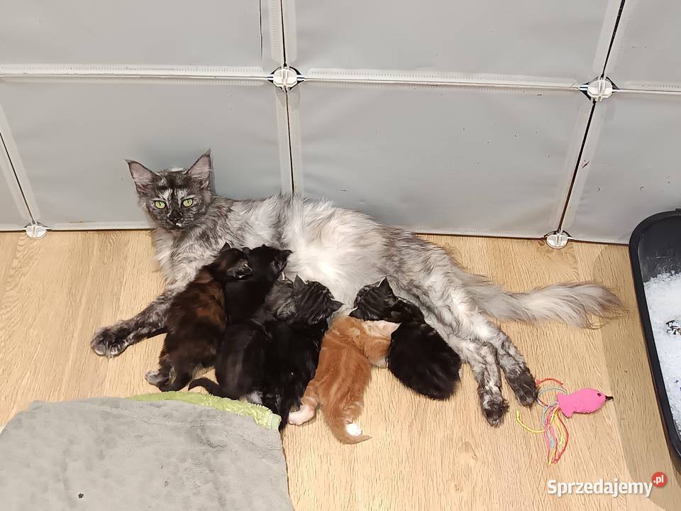 Śliczne kocięta Maine coon z rodowodem Prawęcin
