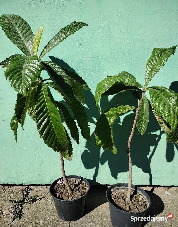 Nieśplik japoński Białowieża