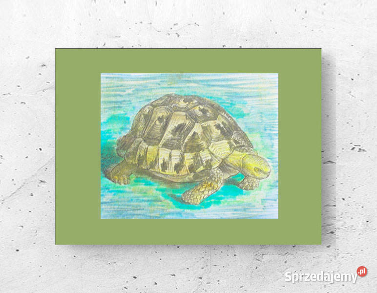 żółw obrazek A4 vintage plakat z żółwiem zachodniopomorskie Szczecin sprzedam