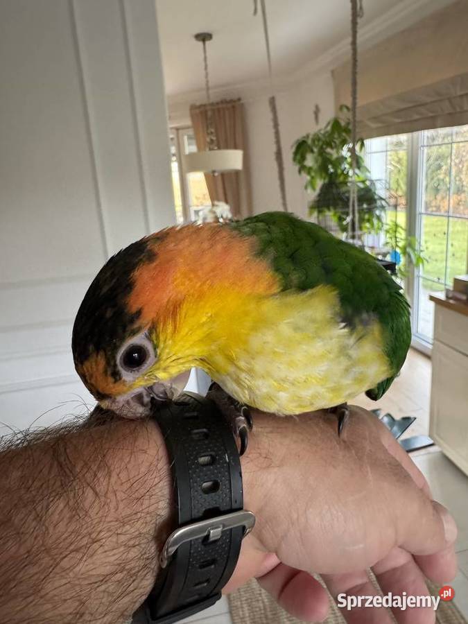 Barwinka Białobrzucha Kobiernice