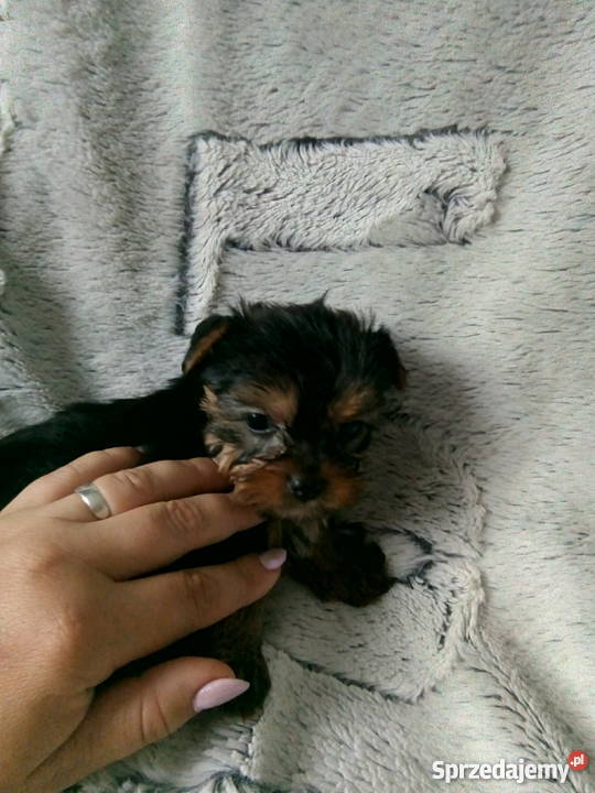 YORKI yoreczki malutkie iskierki Bogoria