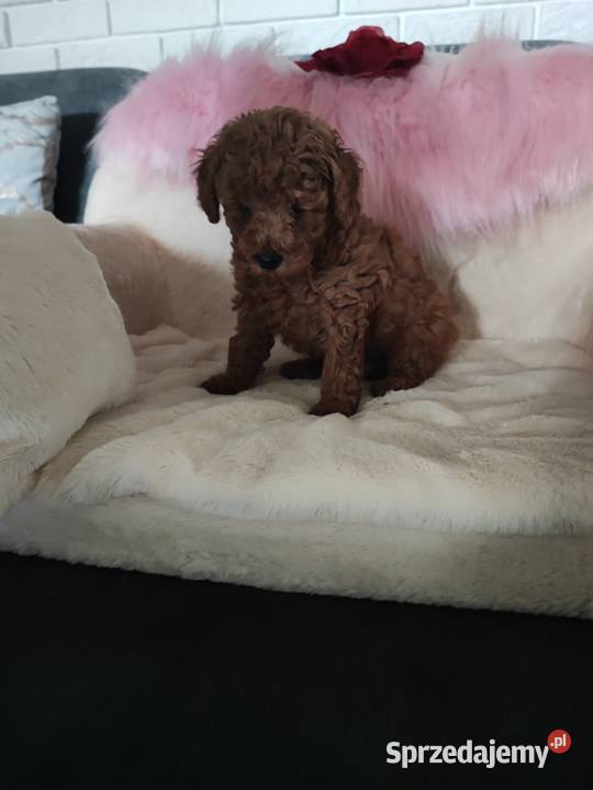 Pudelki toy szczenięta dolnośląskie Bolesławiec