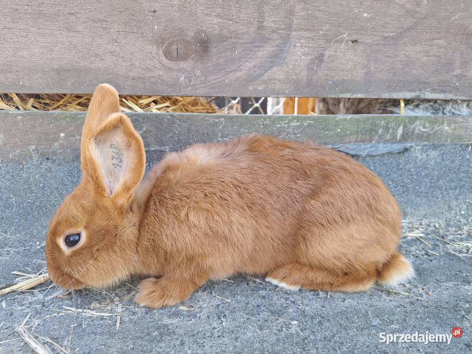 Króliki nowozelandzkie czerwone Jeżewo