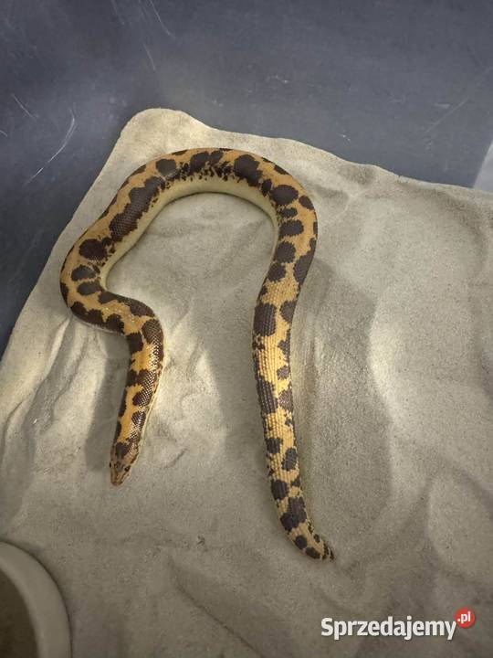Boa piaskowy dorosły samiec Classic Gady i płazy Gostkowo