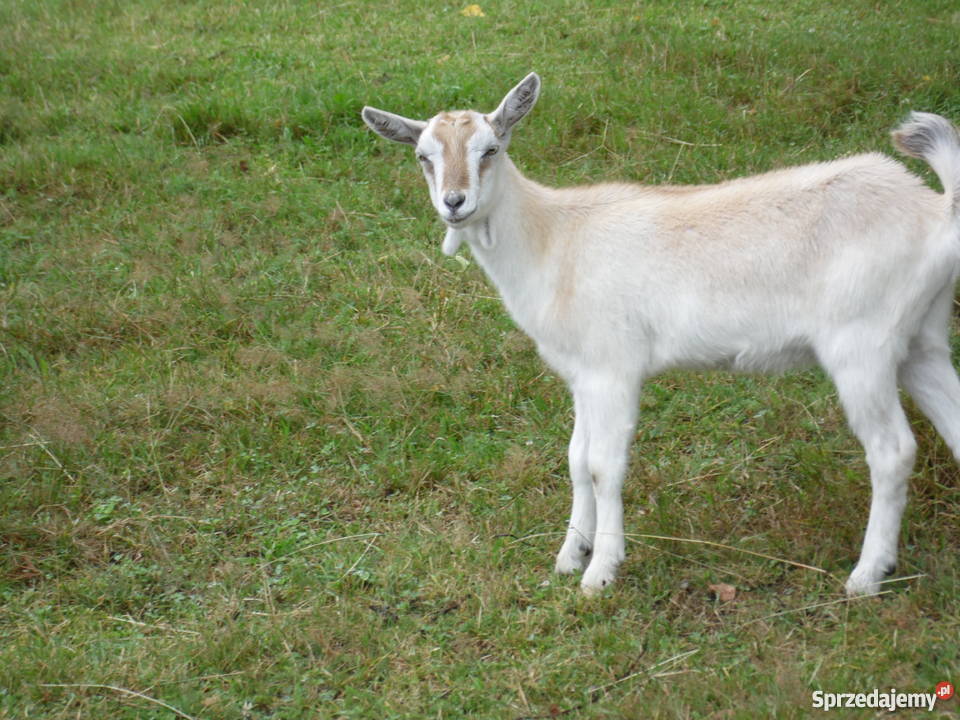 KOZY MLECZNE DUZY WYBÓR małopolskie Limanowa
